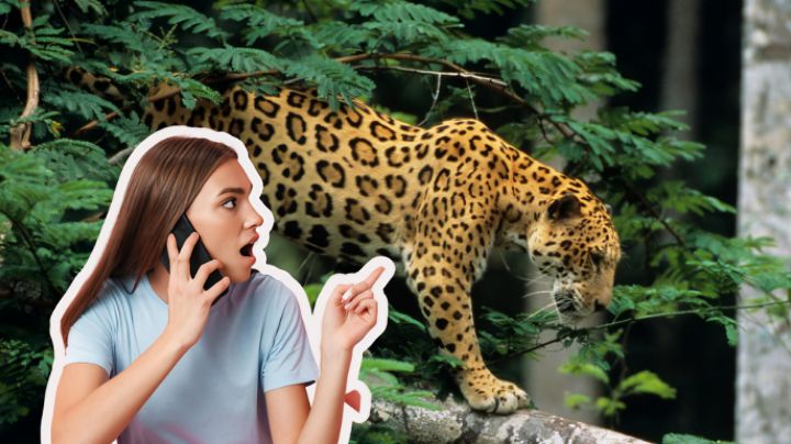 ¿A dónde llamar si veo un Jaguar en Nuevo León?