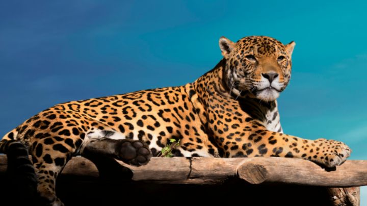Jaguares en Nuevo León: Cómo ayudar a proteger a la especie