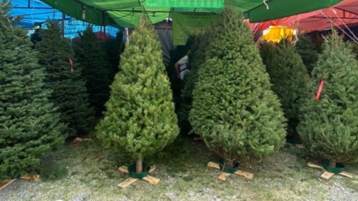 Feria del Pino: ¿Dónde está ubicada, horarios y cuáles son los precios de los pinos navideños?