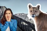 Pumas en Nuevo León: Qué NO DEBES hacer si ves uno