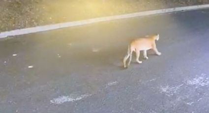 Video: Puma pasea por calles de San Pedro en busca de alimento para sus crías