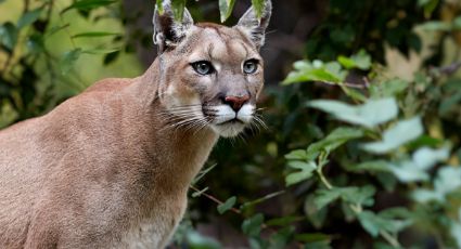 Parques y Vida Silvestre pide reportar avistamientos de puma en NL