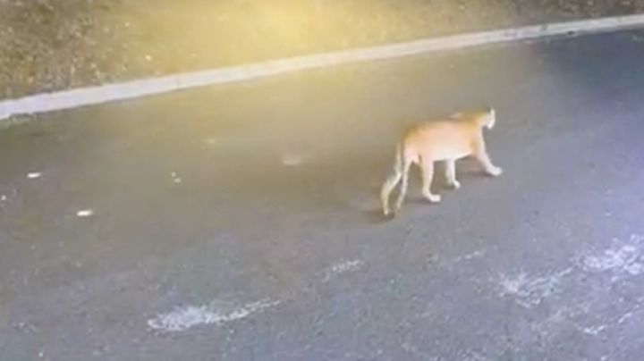 Video: Puma pasea por calles de San Pedro en busca de alimento para sus crías