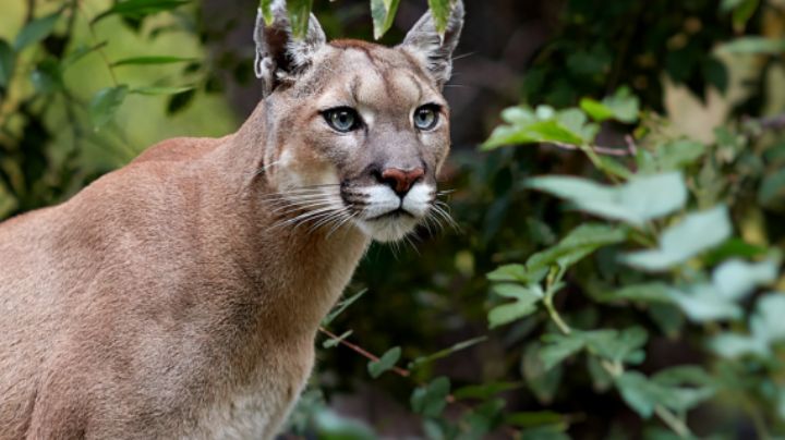 Parques y Vida Silvestre pide reportar avistamientos de puma en NL