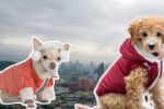 Dónde comprar ropa de invierno para perros en Monterrey | Recomendaciones