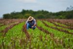 Advierten de fraudes con documentos falsos hacia los agricultores