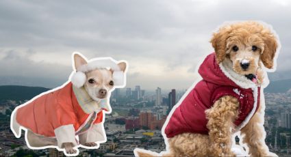 Dónde comprar ropa de invierno para perros en Monterrey | Recomendaciones