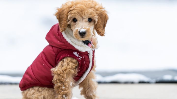 5 consejos para proteger a tus perritos del frío y evitar enfermedades