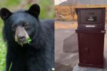 Buscan instalar contenedores de basura 'anti-osos' en Nuevo León