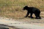 Captan oso corriendo en terreno de Prados de la Sierra, San Pedro