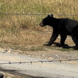 Captan oso corriendo en terreno de Prados de la Sierra, San Pedro