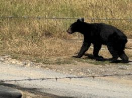 Captan oso corriendo en terreno de Prados de la Sierra, San Pedro