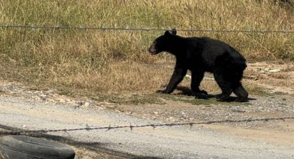 Captan oso corriendo en terreno de Prados de la Sierra, San Pedro