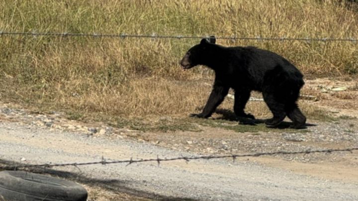 Captan oso corriendo en terreno de Prados de la Sierra, San Pedro