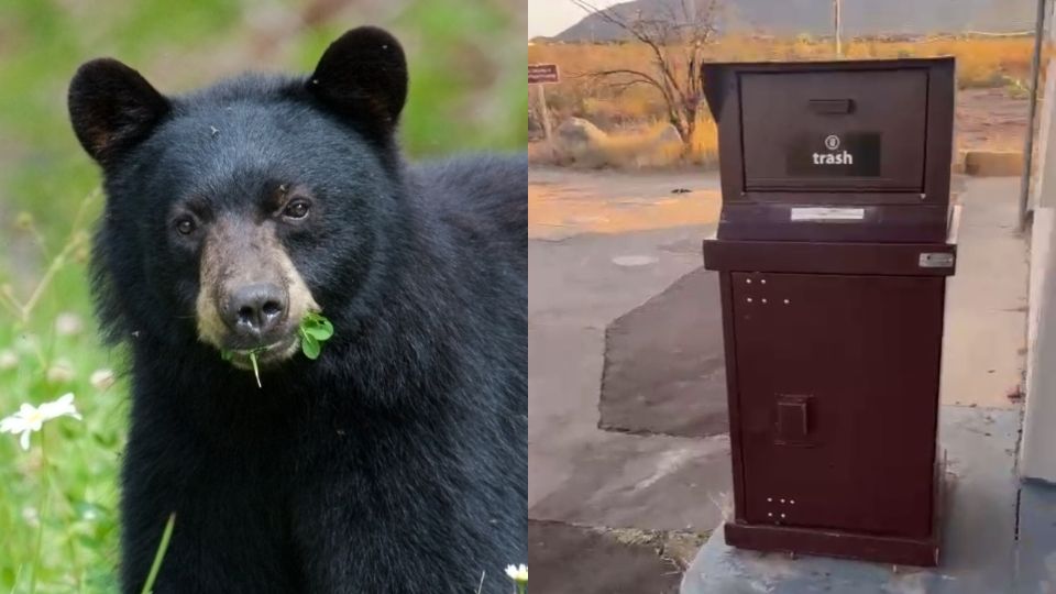 Busca Estado que vecinos de zonas altas de Monterrey cuenten con botes de basura anti-osos