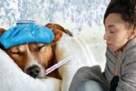5 señales de que tu perrito podría estar enfermo por el frío