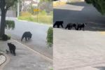 Presenta Estado protocolo ante avistamientos de osos negros