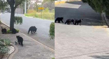 Presenta Estado protocolo ante avistamientos de osos negros