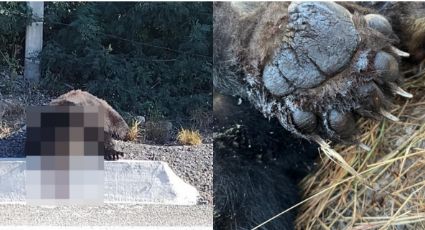 Oso muere atropellado en carretera Monterrey - Nuevo Laredo; Parques y Vida Silvestre se deslinda