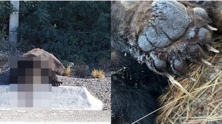 Oso muere atropellado en carretera Monterrey - Nuevo Laredo; Parques y Vida Silvestre se deslinda