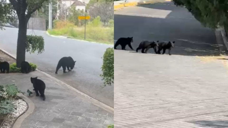 Familia de osos en calles de San Pedro Garza García.