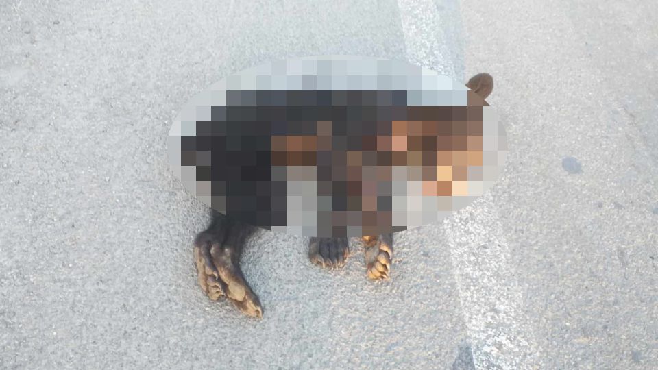 Oso muere atropellado en la carretera a Reynosa