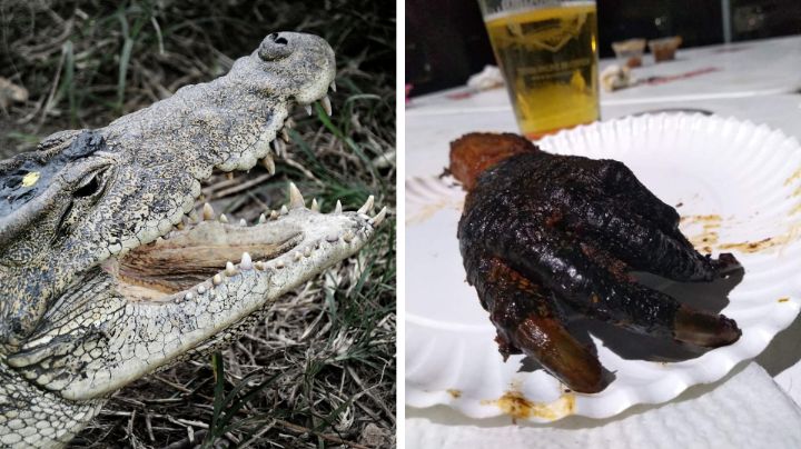 Regio va a festival de carne asada en Cancún... ¡y le dan pata y cola de cocodrilo!