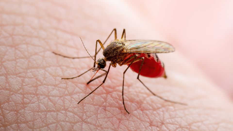 Bajan casos de dengue en Nuevo León