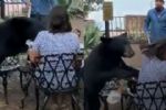 Mujer es atacada por un oso mientras comía en restaurante de Chipinque