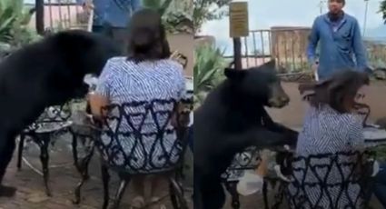 Mujer es atacada por un oso mientras comía en restaurante de Chipinque