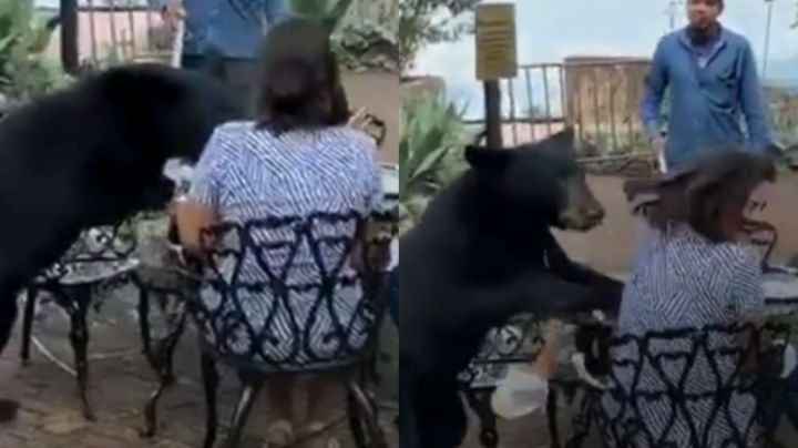 Mujer es atacada por un oso mientras comía en restaurante de Chipinque