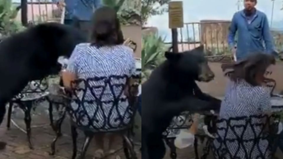 La mujer recibió un manotazo por parte del oso.