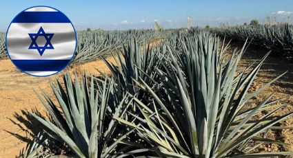 Desarrollan tequila en el desierto de Israel