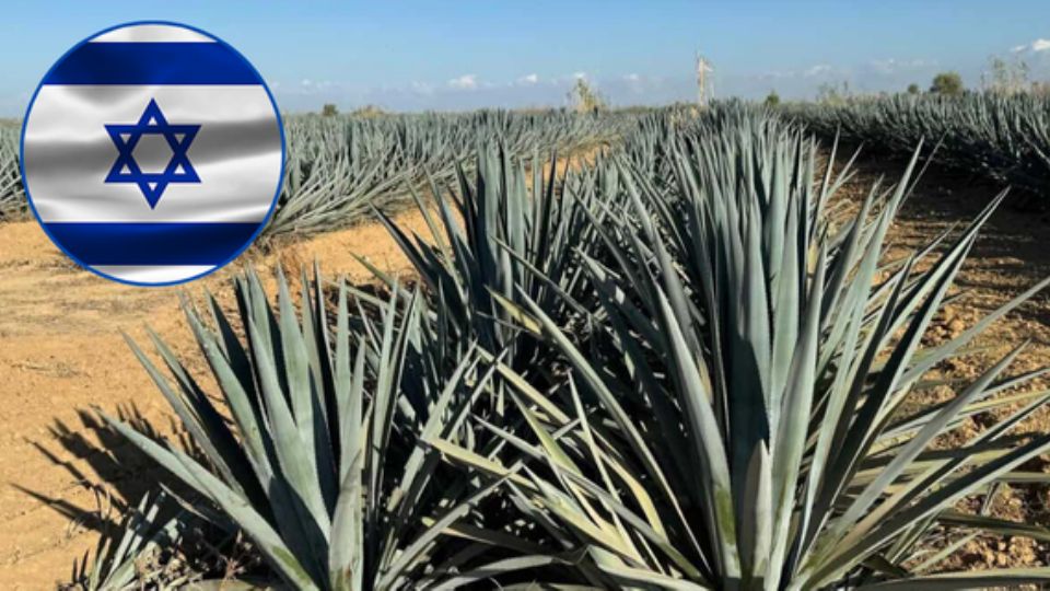 El agave azul se está cultivando en el desierto del Néguev, en el sur de Israel.