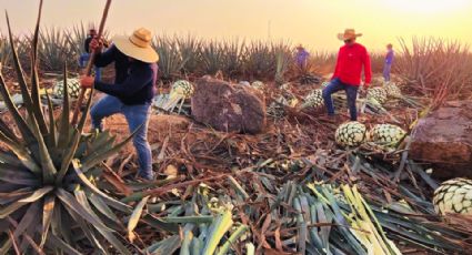 Waldo Fernández pide investigar monopolios que afecten a productores de agave en México