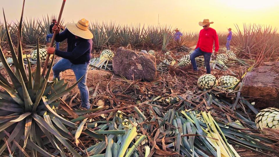 Productor de agave.