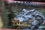 Cassius, el cocodrilo más grande del mundo, muere a los 110 años