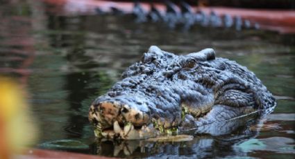 Cassius, el cocodrilo más grande del mundo, muere a los 110 años