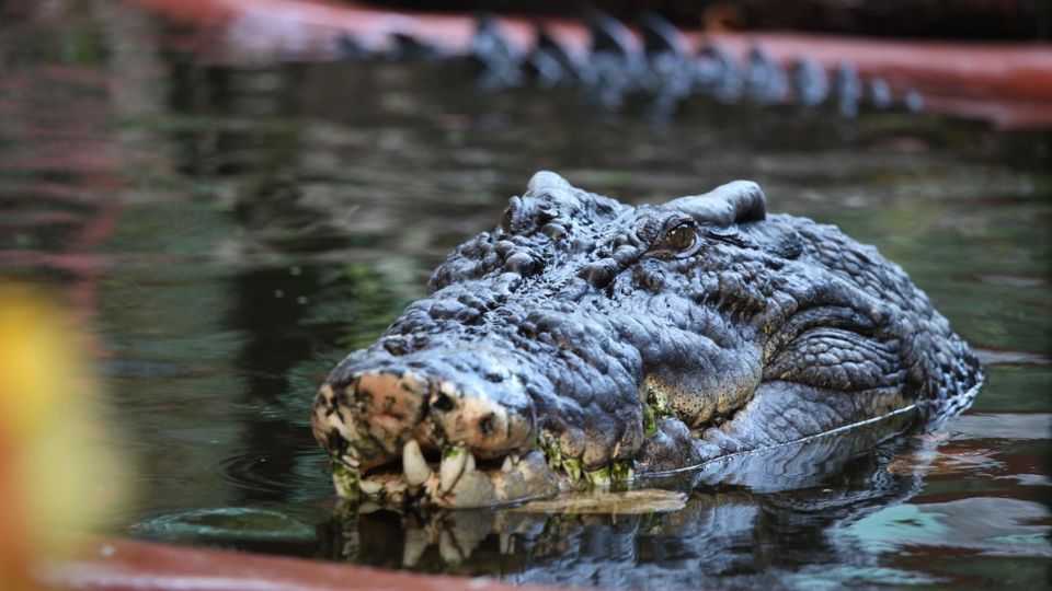 Muere Cassius, el cocodrilo más grande del mundo en cautiverio | Facebook / Marineland Melanesia Crocodile Habitat & Gift Shop