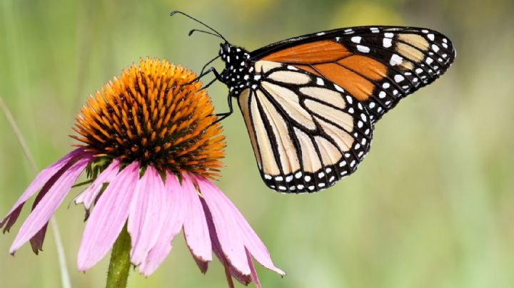 Proponen proteger a la mariposa monarca como especie en peligro de extinción
