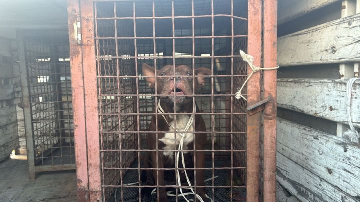 Perro ataca a bebé de un año y a su abuelita en San Nicolás; niña está grave