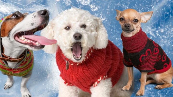 5 ideas de suéteres para que los perritos no sufran el frío y presuman su belleza