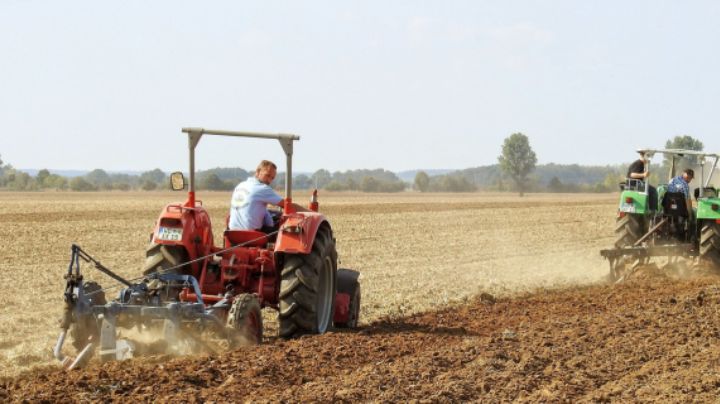 Caída en siembra alcanza hasta 70% en zonas agrícolas de Tamaulipas