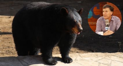 Secretaría de Medio Ambiente NL protegerá al oso negro