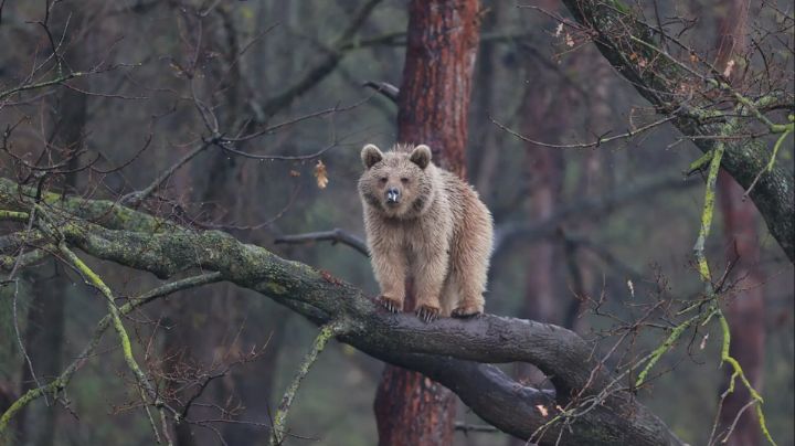 Cazador muere tras ser aplastado por un oso en EU