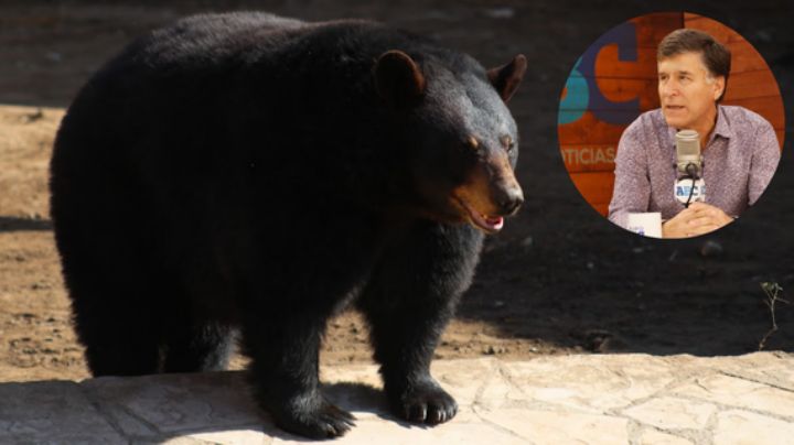Secretaría de Medio Ambiente NL protegerá al oso negro