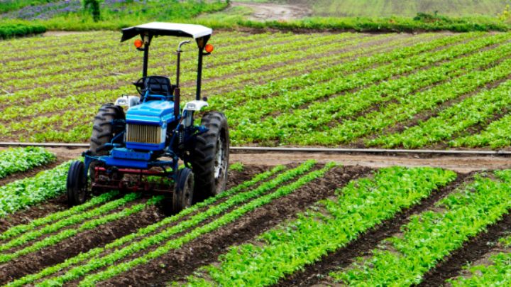 Entregan apoyo a productores agrícolas en Tamaulipas