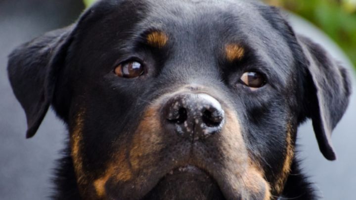 Éstas son las multas y castigos por maltrato animal en Nuevo León