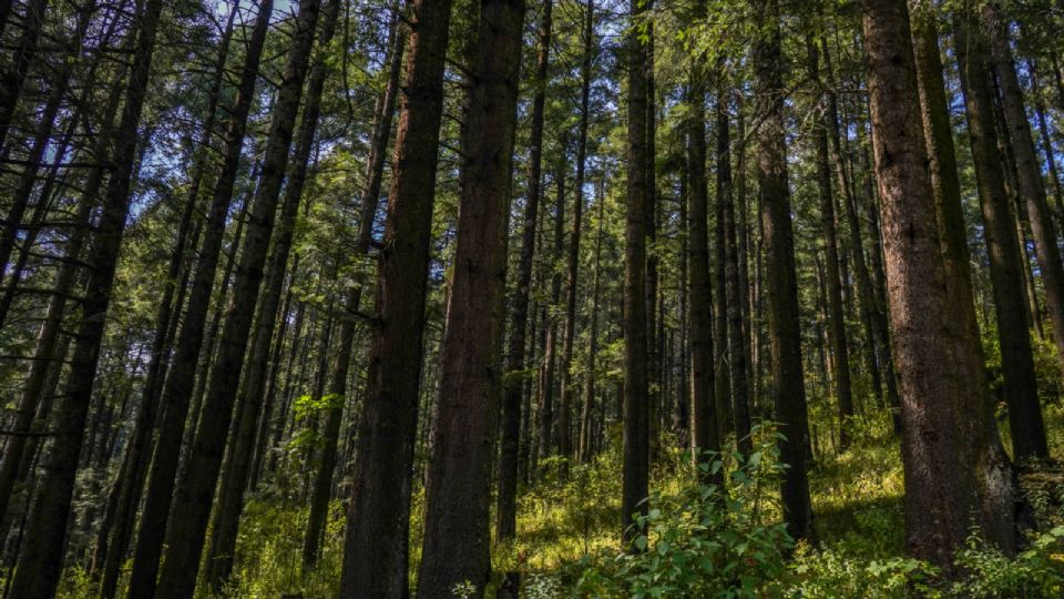 A través de estas iniciativas los bosques de México se han visto beneficiados.