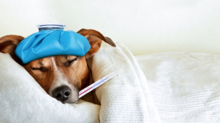 Cómo evitar enfermedades comunes en perros con estos consejos de experta